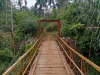 Warga Merigi Sakti Kesulitan Angkut Hasil Kebun, Jembatan Tak Bisa Dilalui Mobil
