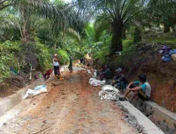 Jalan Rabat Beton Desa Pelajau Capai 50%, Permudah Akses 50 Hektar Kebun Warga