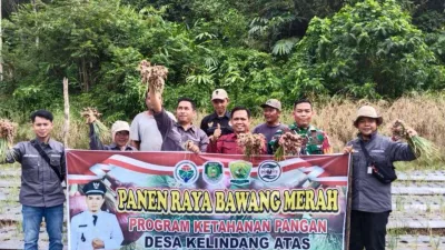Pemdes dan BUMDes Kelindang Atas Gelar Panen Raya Bawang Merah