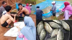 Desa Komering Gelar Panen Raya, BUMDes Perkuat Ketahanan Pangan