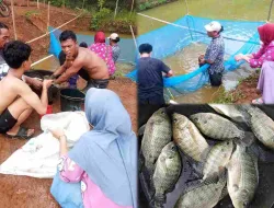 Desa Komering Gelar Panen Raya, BUMDes Perkuat Ketahanan Pangan